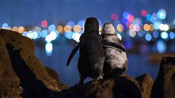 Pier Penguins